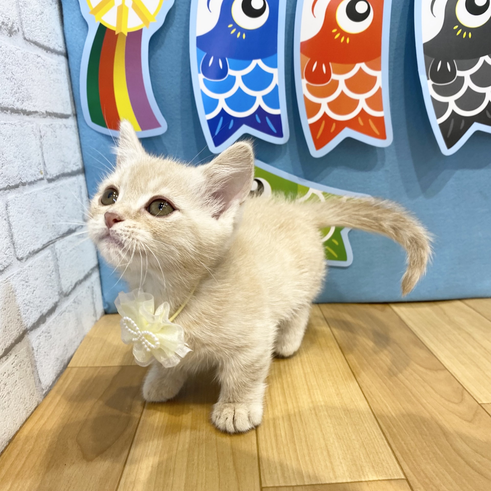 長野県のマンチカン (犬の家＆猫の里カインズ梓川店/2026年3月4日生まれ/男の子/クリームタビー)の子猫の2枚目の画像