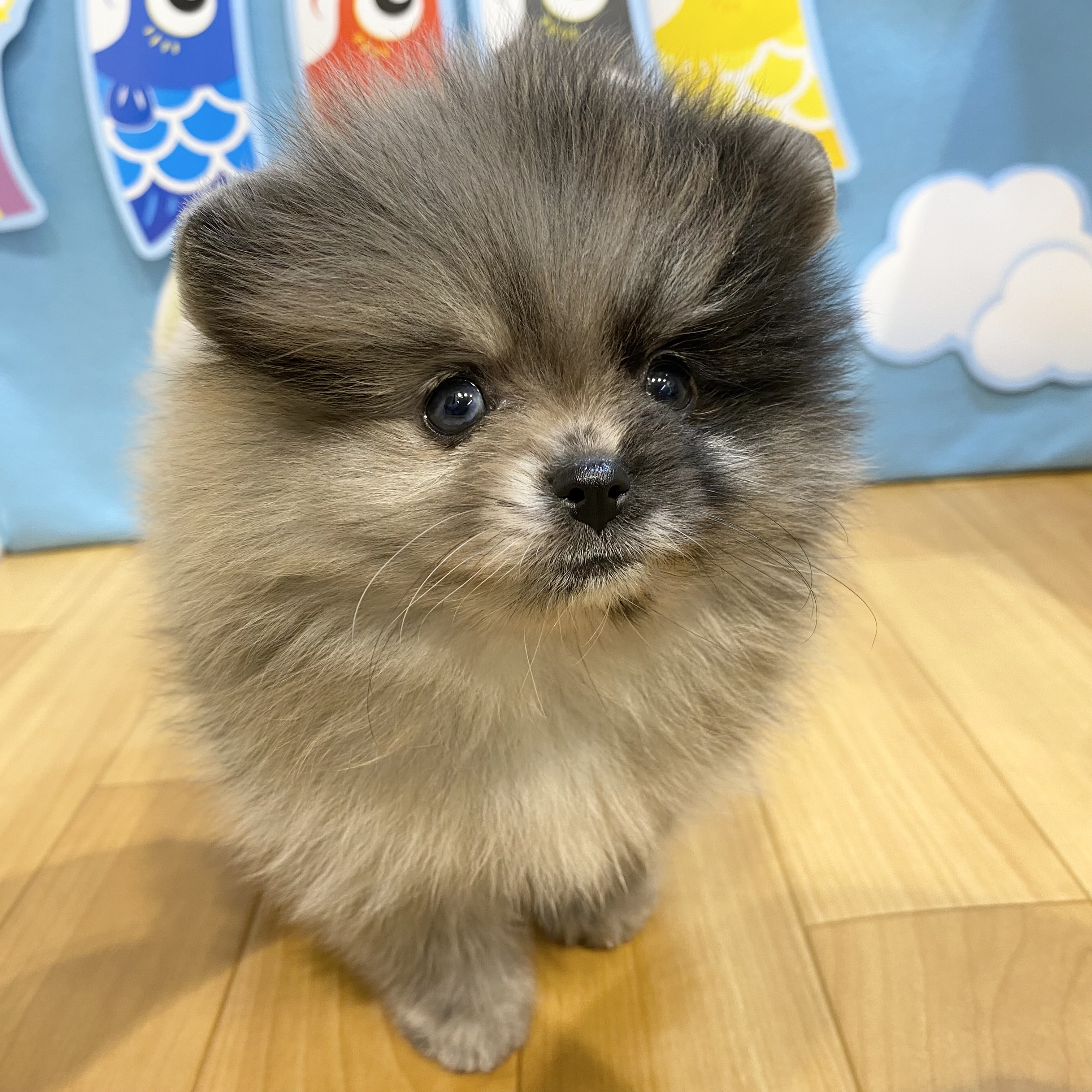 長野県のポメラニアン (犬の家＆猫の里カインズ梓川店/2026年3月9日生まれ/男の子/ブルーマール)の子犬の2枚目の画像
