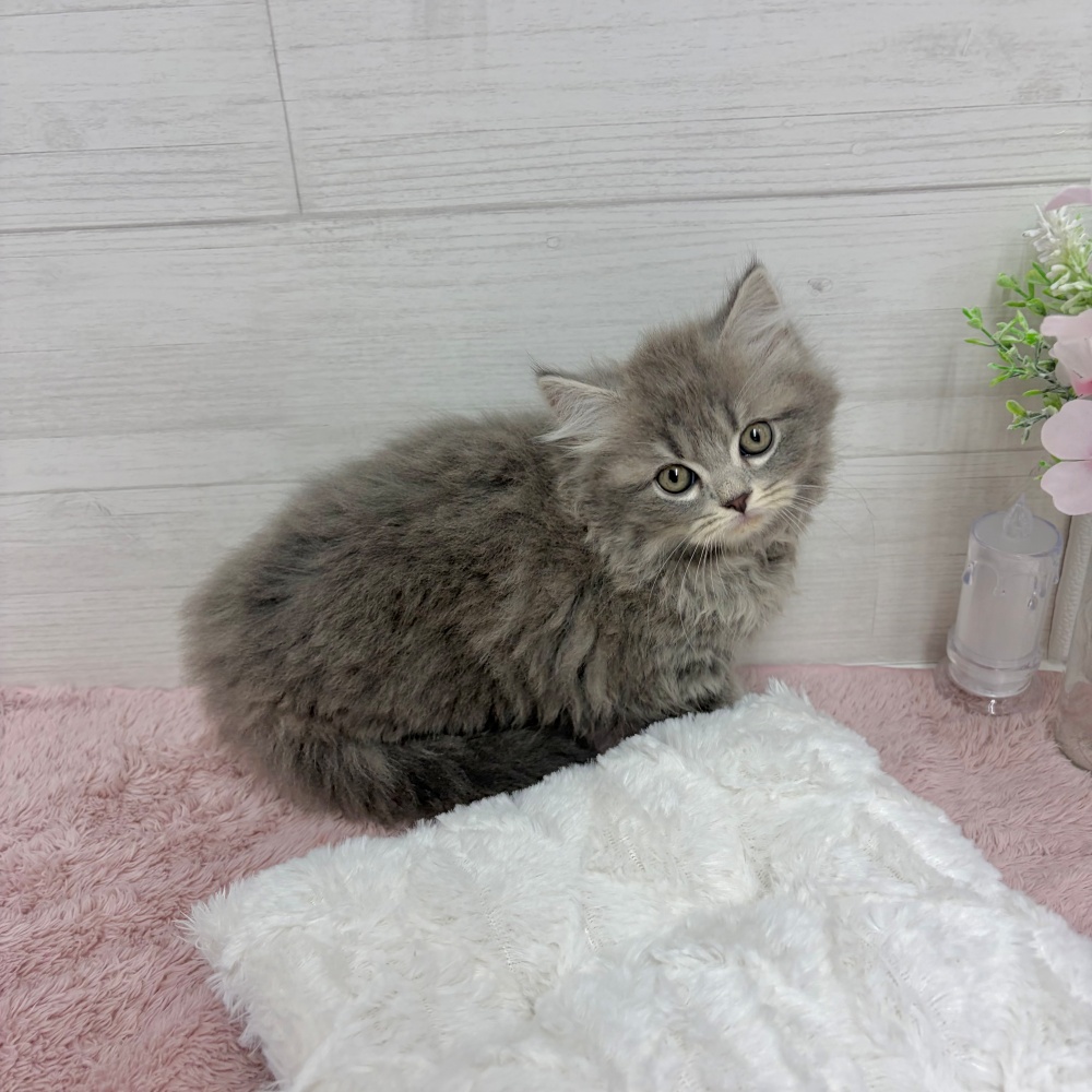 神奈川県のスコティッシュストレート (犬の家＆猫の里相模原店/2026年3月5日生まれ/男の子/ブルータビー)の子猫の2枚目の画像