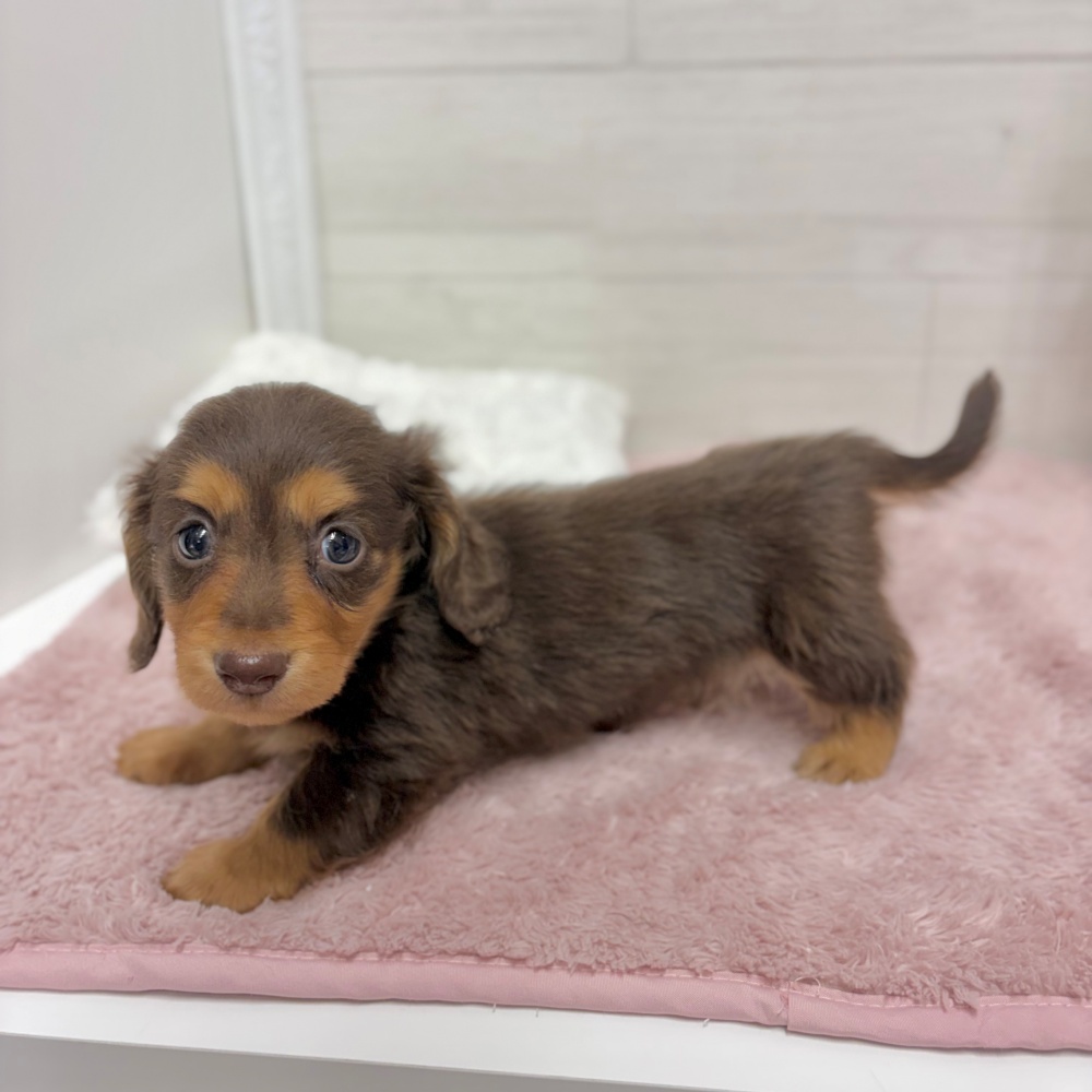 神奈川県のミニチュアダックスフンド(ロング) (犬の家＆猫の里相模原店/2026年3月10日生まれ/男の子/チョコレートタン)の子犬の2枚目の画像