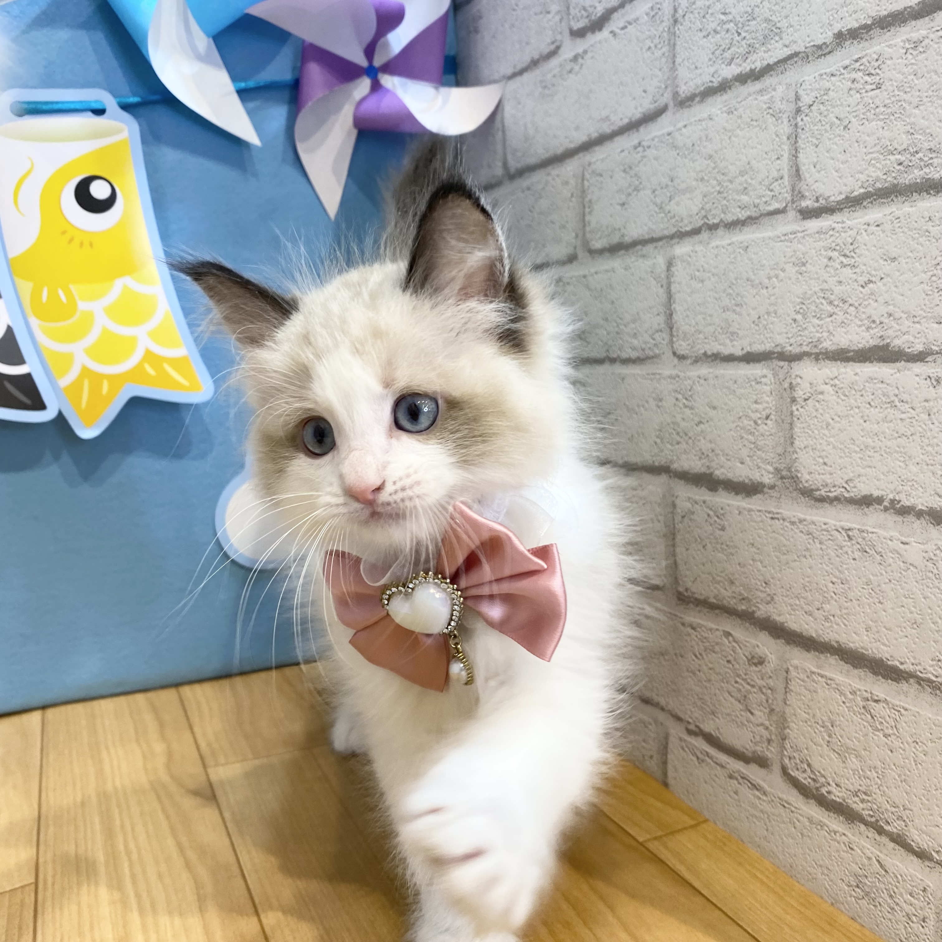 長野県のラグドール (犬の家＆猫の里カインズ梓川店/2026年3月8日生まれ/男の子/シールポイントバイカラー)の子猫の2枚目の画像