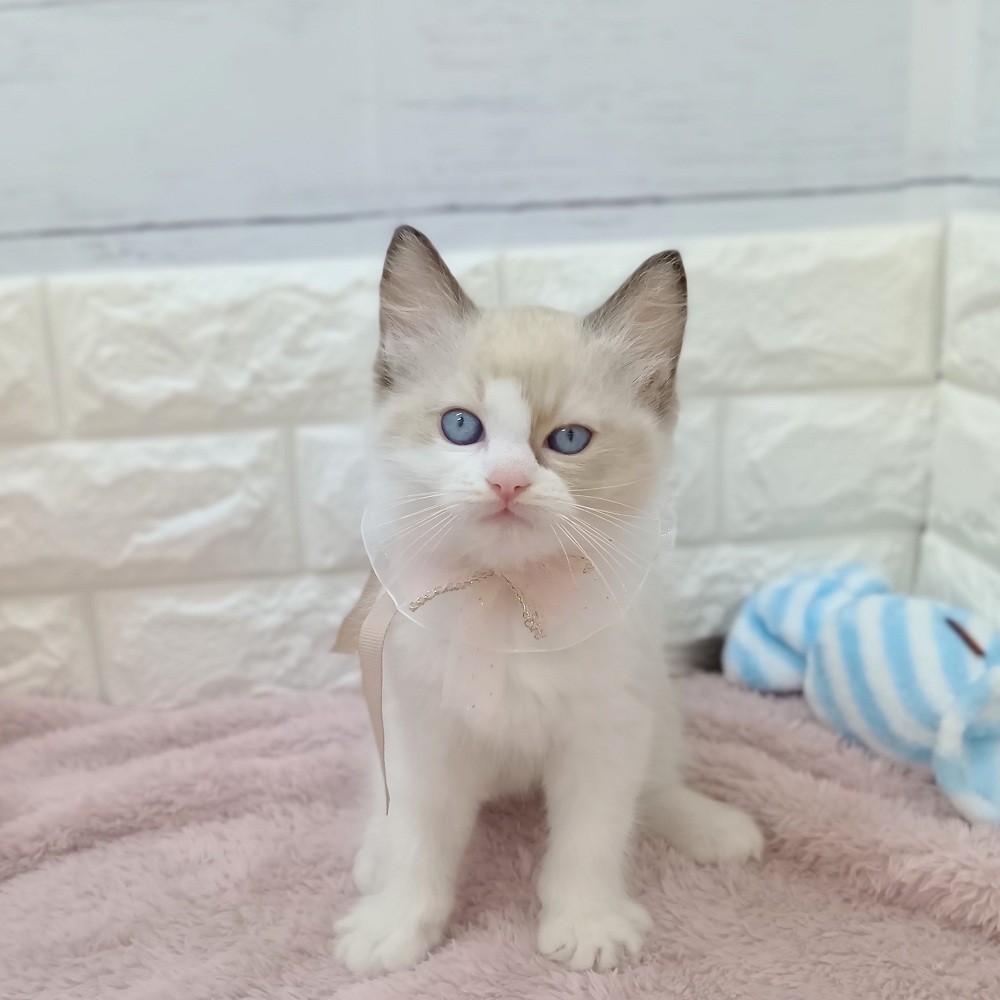 静岡県のラグドール (犬の家＆猫の里アミーゴ浜松和田店/2026年3月8日生まれ/女の子/シールポイントバイカラー)の子猫の2枚目の画像