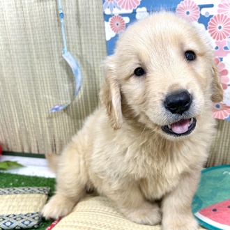 神奈川県のゴールデンレトリバー (犬の家＆猫の里小田原店/2026年3月8日生まれ/男の子/ゴールデン)の子犬の1枚目の画像