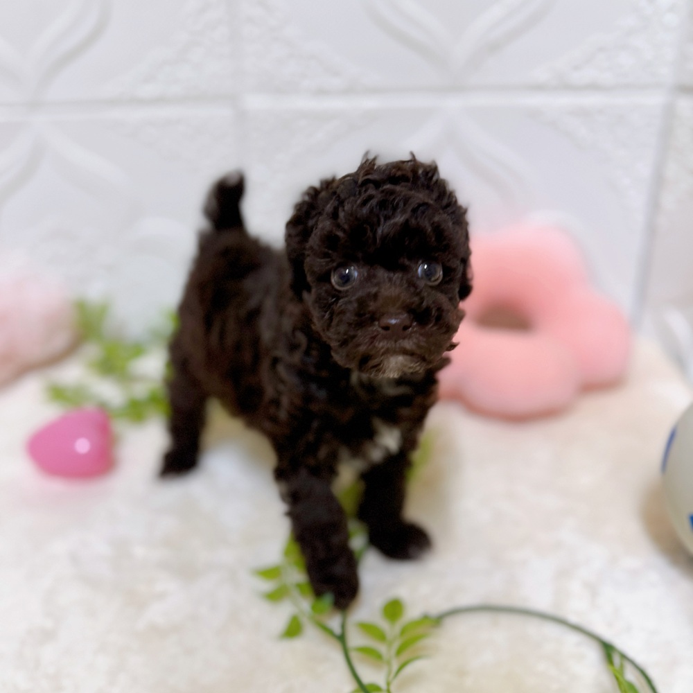 愛知県のトイプードル(トイ) (犬の家＆猫の里岡崎店/2026年3月9日生まれ/女の子/ブラウン)の子犬の2枚目の画像