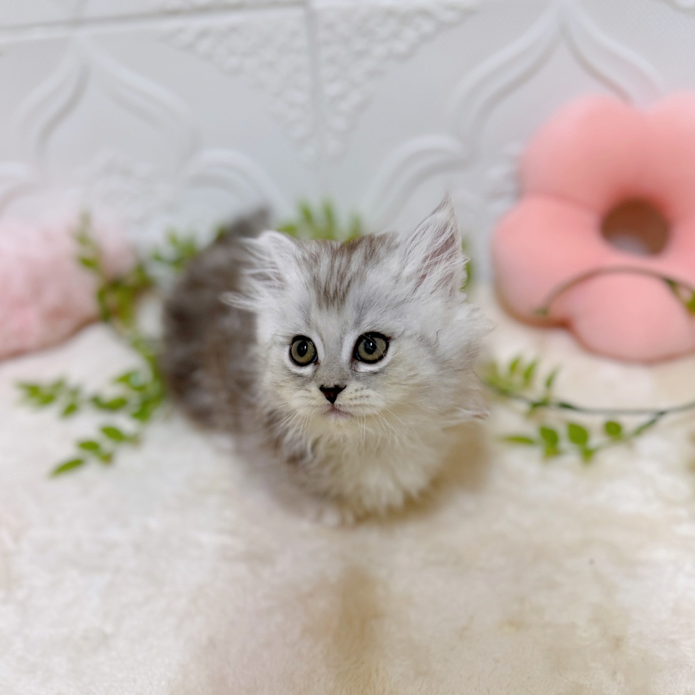 愛知県のミヌエット (犬の家＆猫の里岡崎店/2026年3月8日生まれ/男の子/シルバータビー)の子猫の2枚目の画像