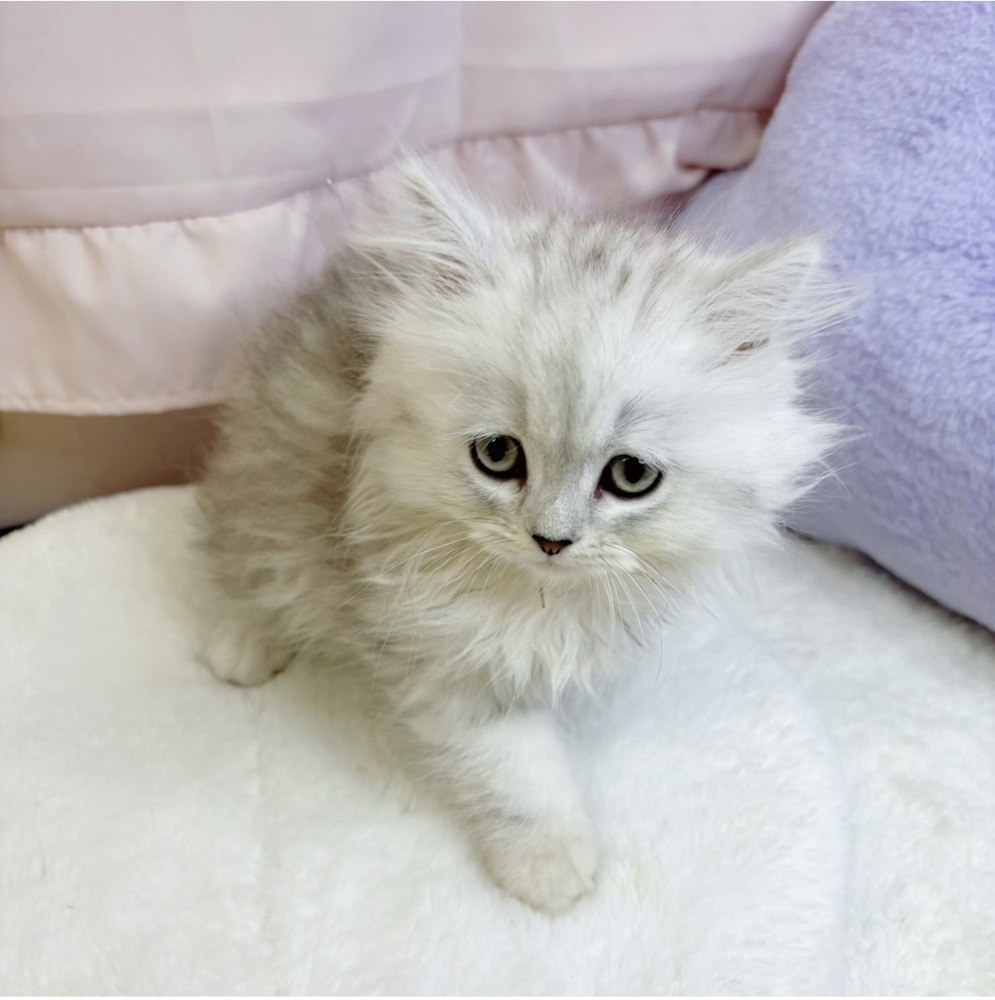 静岡県のミヌエット (犬の家＆猫の里マークイズ静岡店/2026年3月8日生まれ/女の子/シルバータビー)の子猫の2枚目の画像