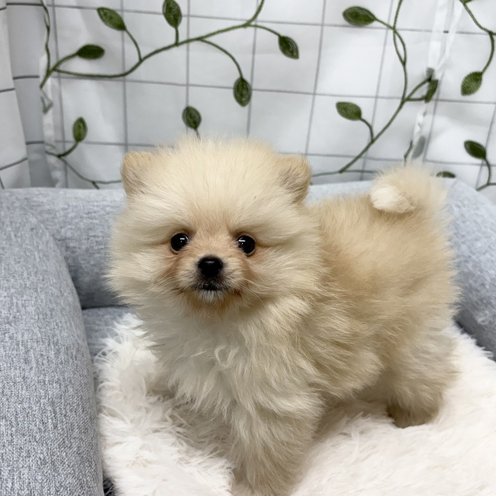 長野県のポメラニアン (犬の家＆猫の里塩尻店/2026年3月8日生まれ/男の子/クリーム)の子犬の1枚目の画像
