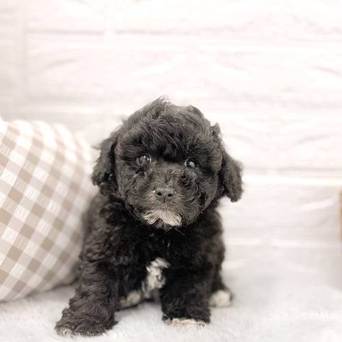 愛知県のビションプー(ビションフリーゼ×プードル) (犬の家＆猫の里豊川インター店/2026年3月7日生まれ/男の子/シルバー)の子犬の1枚目の画像