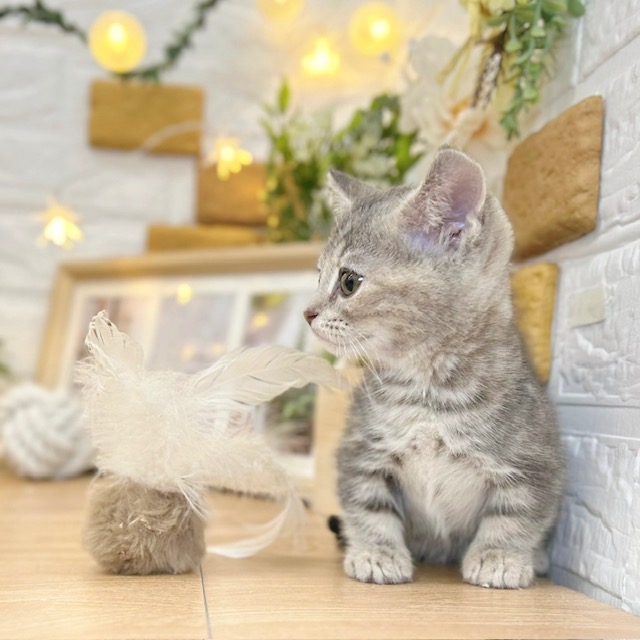 千葉県のマンチカン (犬の家＆猫の里ワンズモール稲毛店/2026年3月8日生まれ/女の子/シルバーパッチドタビー)の子猫の1枚目の画像