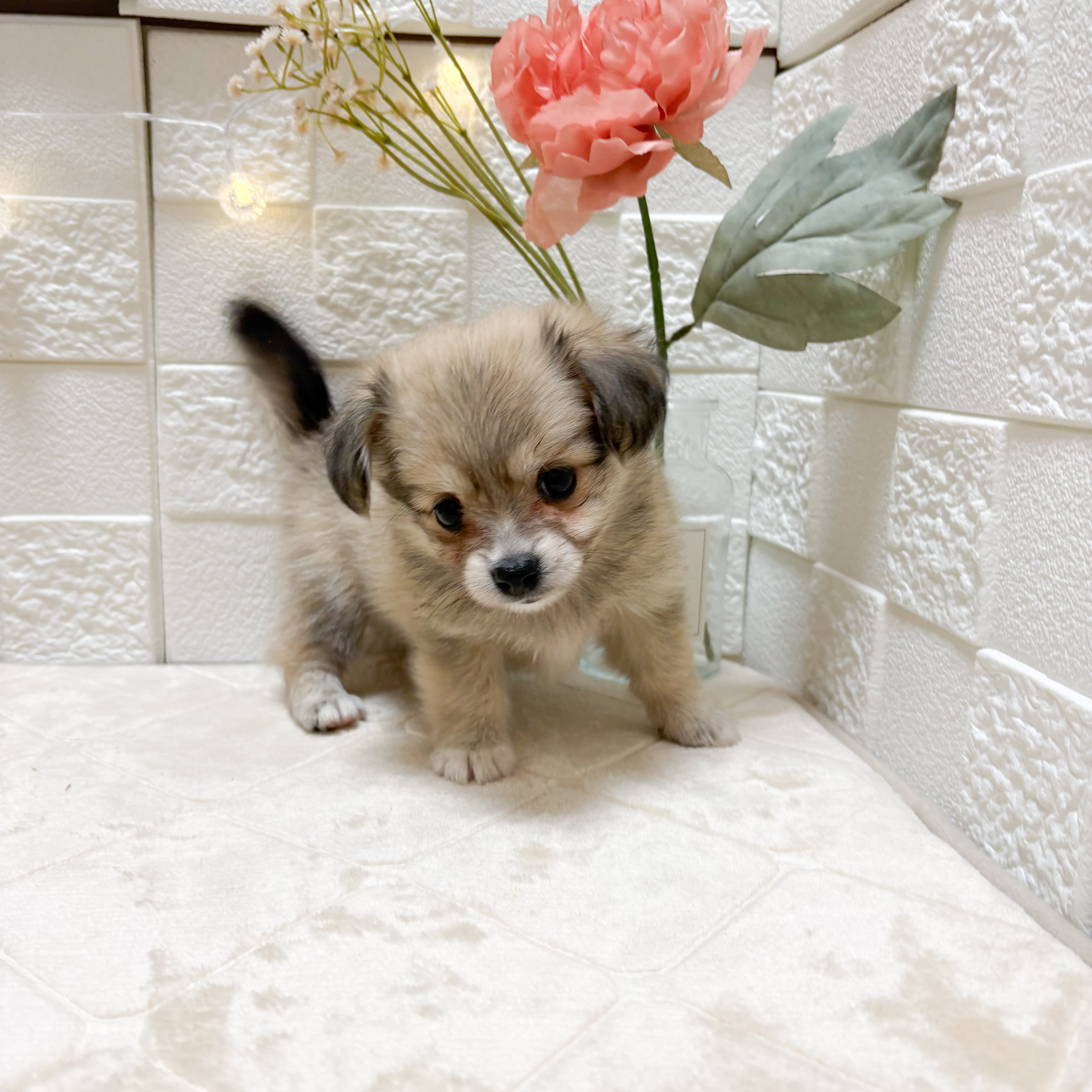 東京都のポメックス(ポメラニアン×ダックス) (犬の家＆猫の里ペットフォレスト小平店/2026年3月10日生まれ/女の子/セーブル)の子犬の2枚目の画像