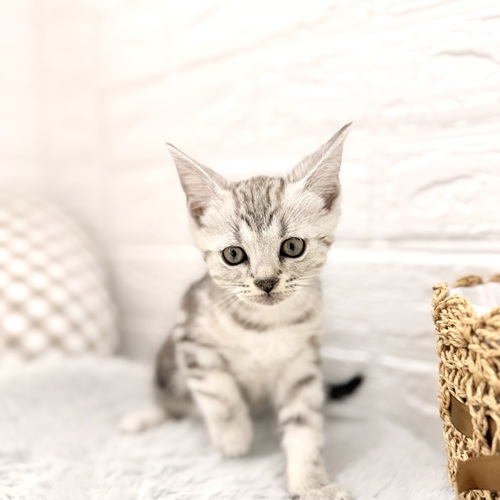 愛知県のアメリカンショートヘアー (犬の家＆猫の里豊川インター店/2026年3月8日生まれ/男の子/シルバータビー)の子猫の1枚目の画像