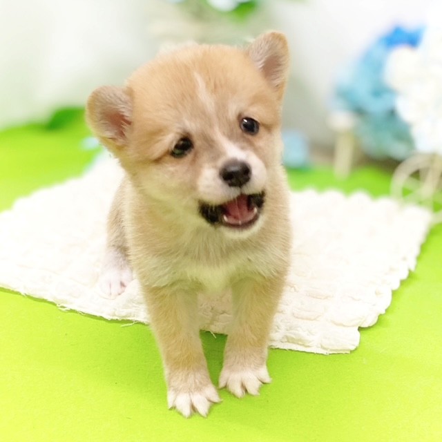 静岡県のポメ柴/豆ポメ/ポメ豆柴(ポメラニアン×柴犬) (犬の家＆猫の里藤枝店/2026年3月10日生まれ/男の子/赤)の子犬の2枚目の画像