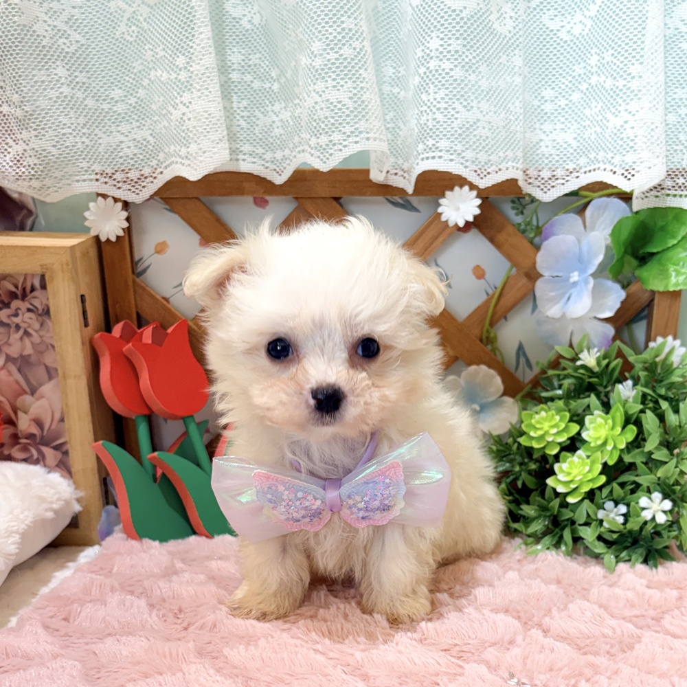 静岡県のポメマル/マルポメ(ポメラニアン×マルチーズ) (犬の家＆猫の里富士店/2026年3月8日生まれ/男の子/ホワイトクリーム)の子犬の1枚目の画像