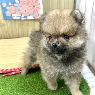神奈川県のポメラニアン (犬の家＆猫の里小田原店/2026年3月9日生まれ/男の子/オレンジセーブル)の子犬の1枚目の画像