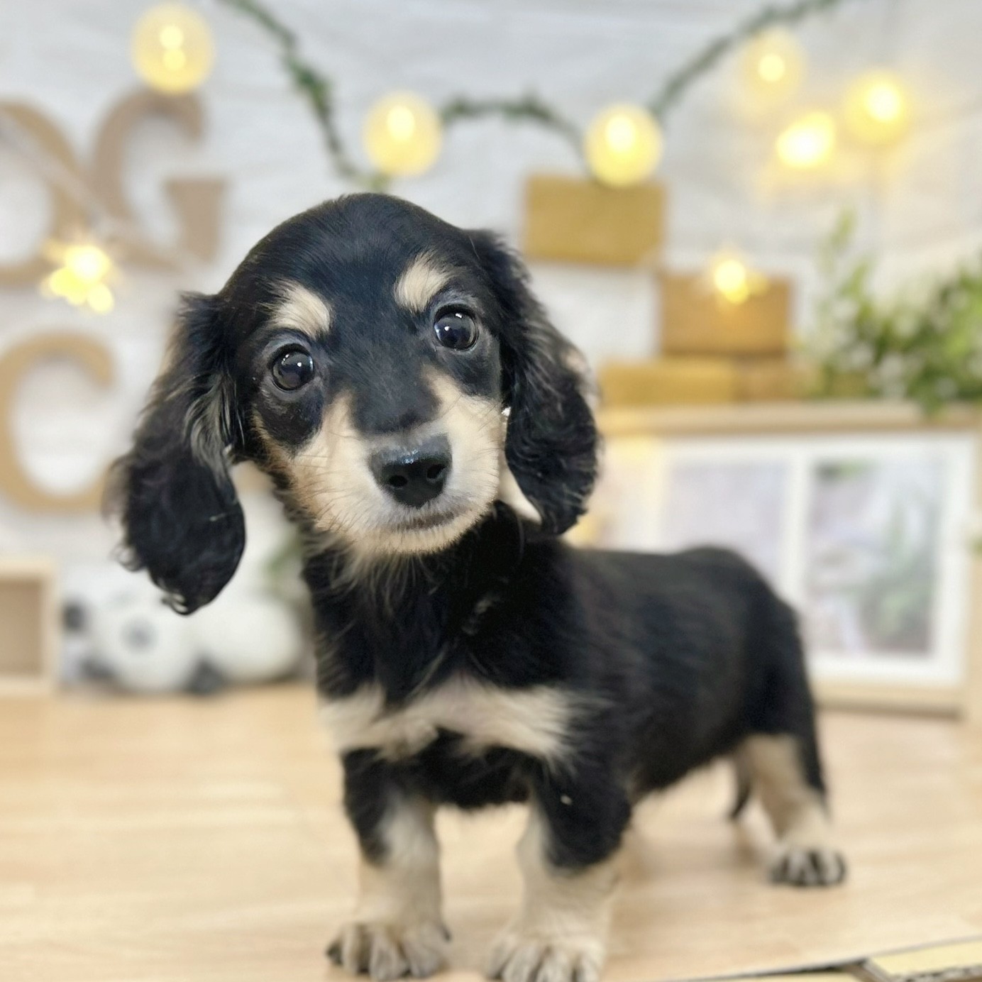 千葉県のミニチュアダックスフンド(ロング) (犬の家＆猫の里ワンズモール稲毛店/2026年3月7日生まれ/男の子/ブラックタン)の子犬の1枚目の画像
