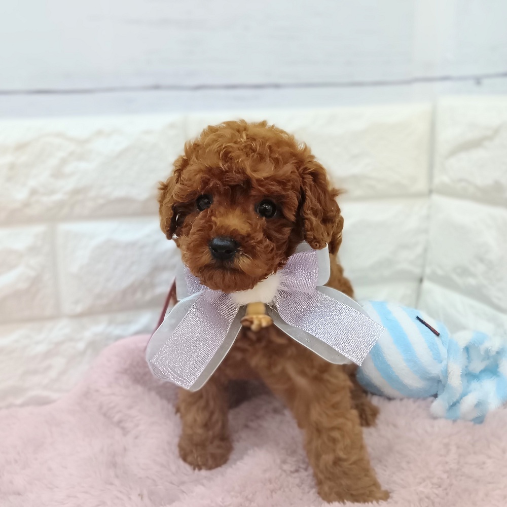 静岡県のトイプードル(トイ) (犬の家＆猫の里アミーゴ浜松和田店/2026年3月9日生まれ/女の子/レッド)の子犬の2枚目の画像