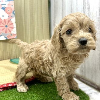 神奈川県のコッカプー(アメリカンコッカースパニエル×プードル) (犬の家＆猫の里小田原店/2026年3月10日生まれ/女の子/レッド)の子犬の1枚目の画像