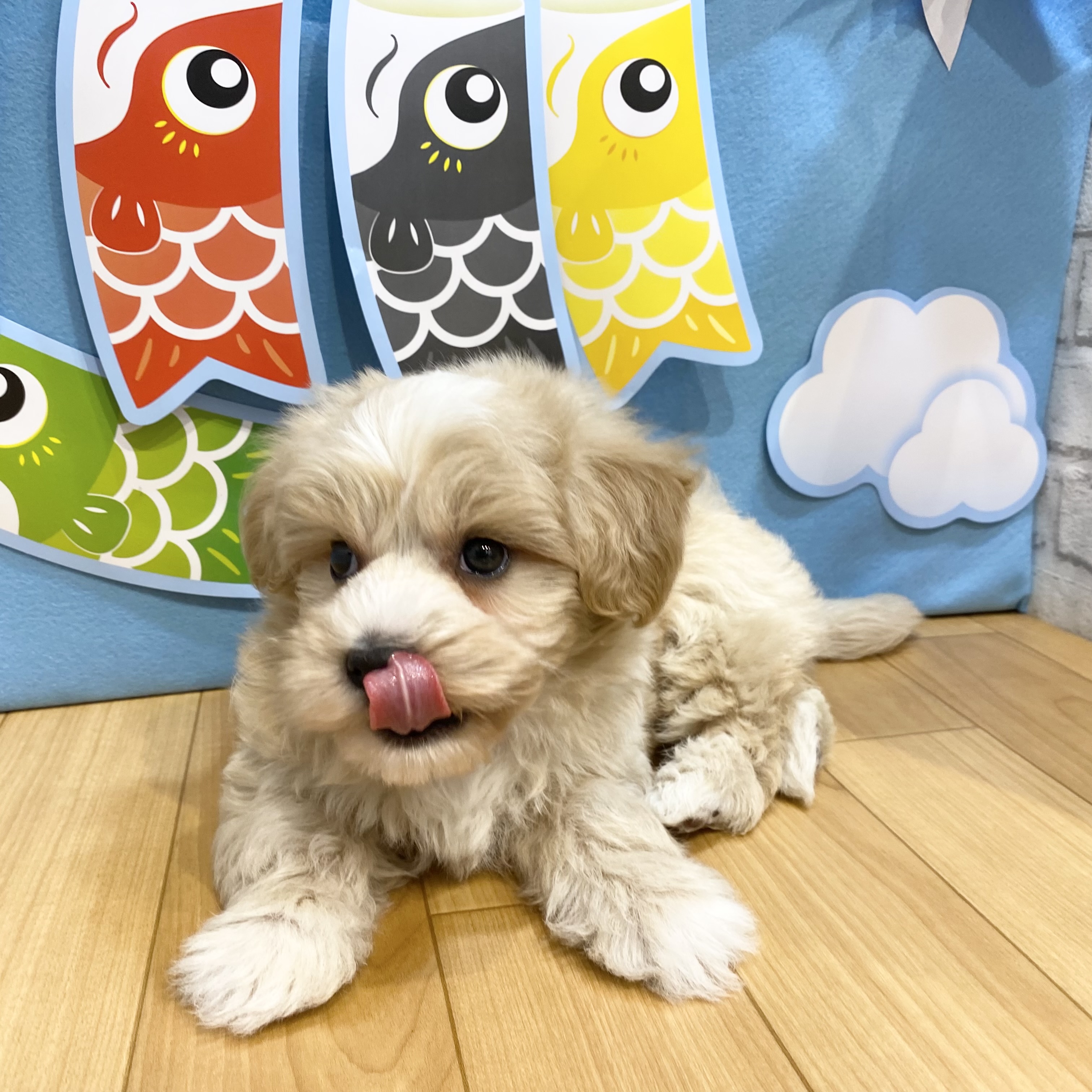 長野県のマルプー(マルチーズ×プードル) (犬の家＆猫の里カインズ梓川店/2026年3月8日生まれ/男の子/アプリコット)の子犬の2枚目の画像