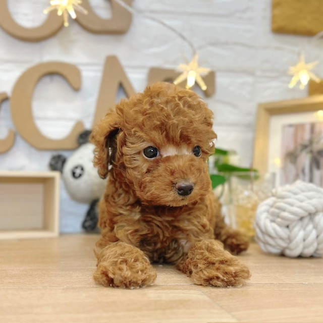 千葉県のトイプードル(トイ) (犬の家＆猫の里ワンズモール稲毛店/2026年3月10日生まれ/男の子/レッド)の子犬の1枚目の画像