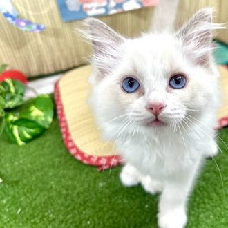 神奈川県のラグドール (犬の家＆猫の里小田原店/2026年3月5日生まれ/男の子/ブルーポイントバイカラー)の子猫の1枚目の画像