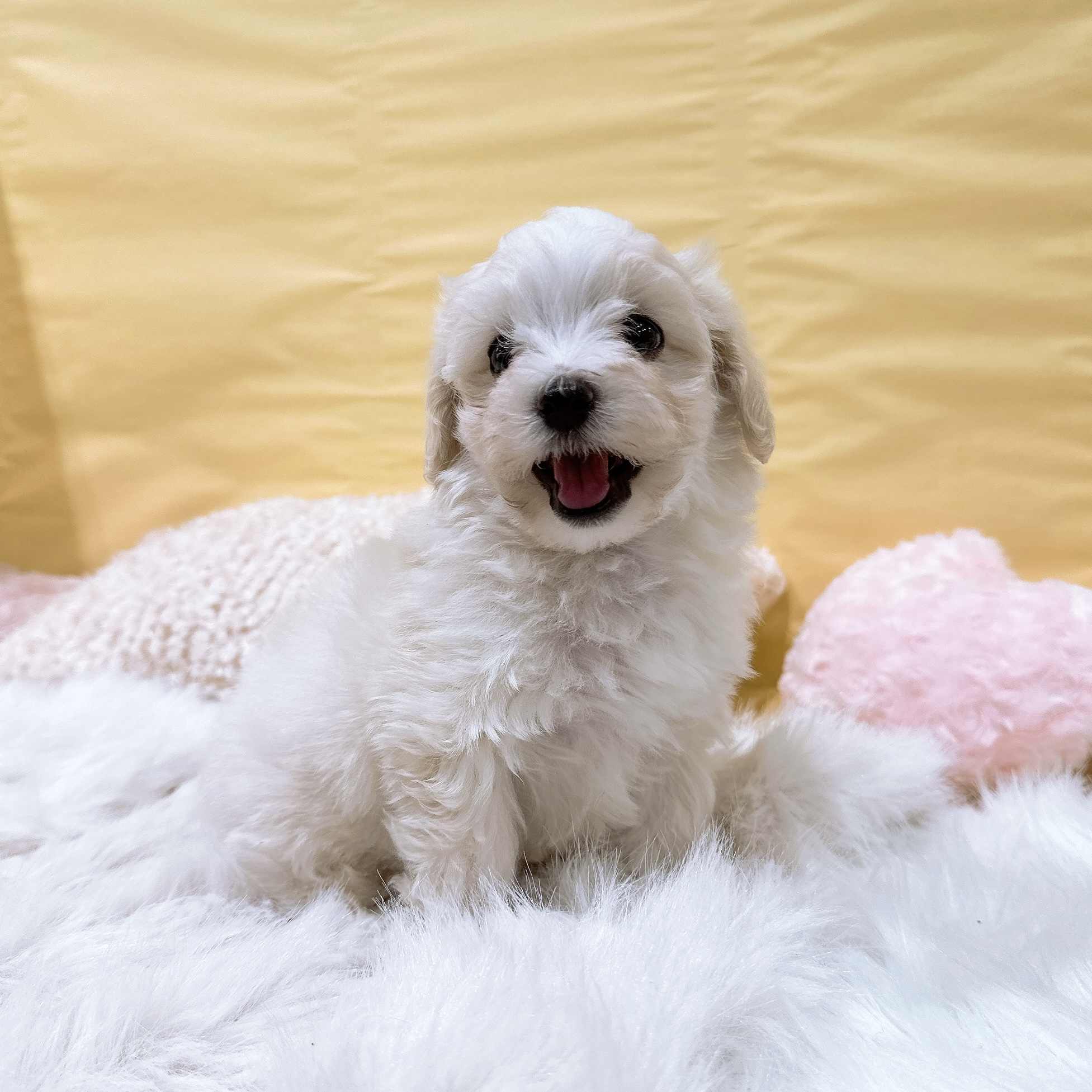 神奈川県のマルプー(マルチーズ×プードル) (犬の家＆猫の里元住吉ブレーメン通り店/2026年3月10日生まれ/男の子/ホワイト)の子犬の1枚目の画像