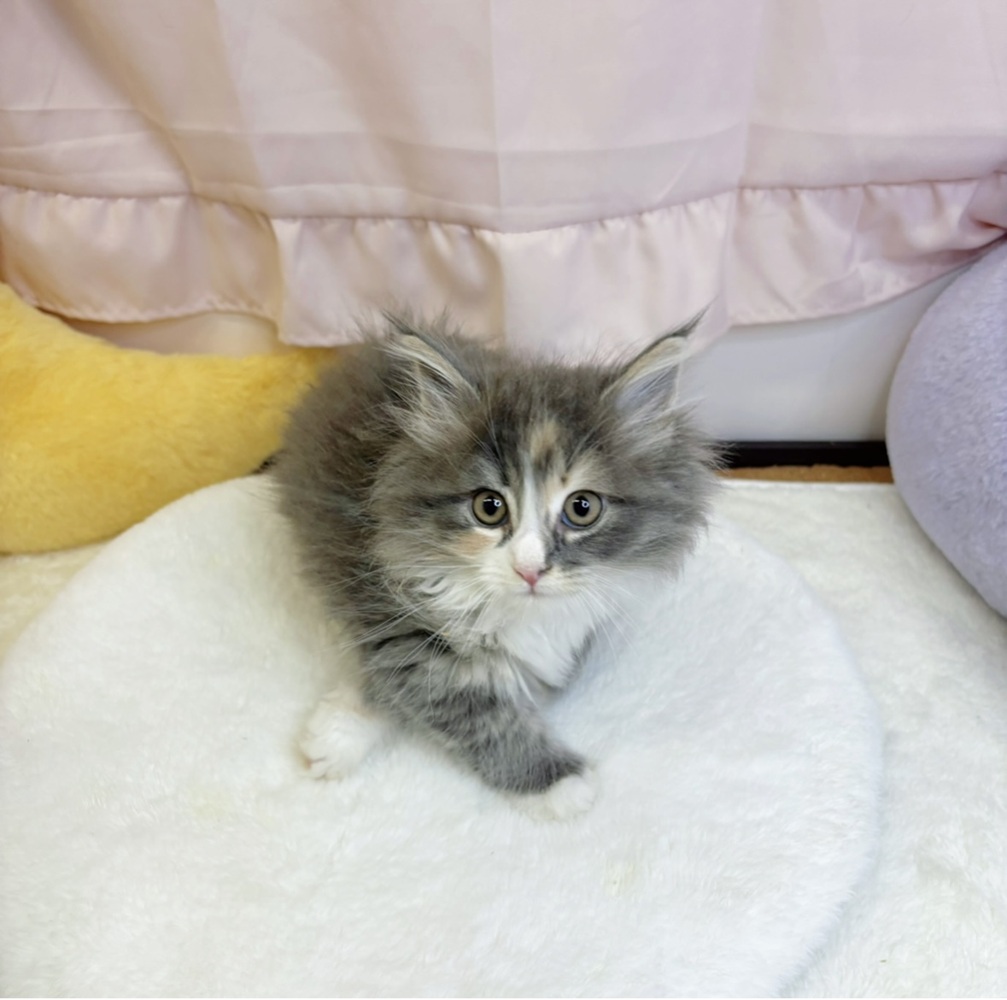 静岡県のサイベリアン (犬の家＆猫の里マークイズ静岡店/2026年3月3日生まれ/女の子/ブルーパッチドタビーホワイト)の子猫の1枚目の画像