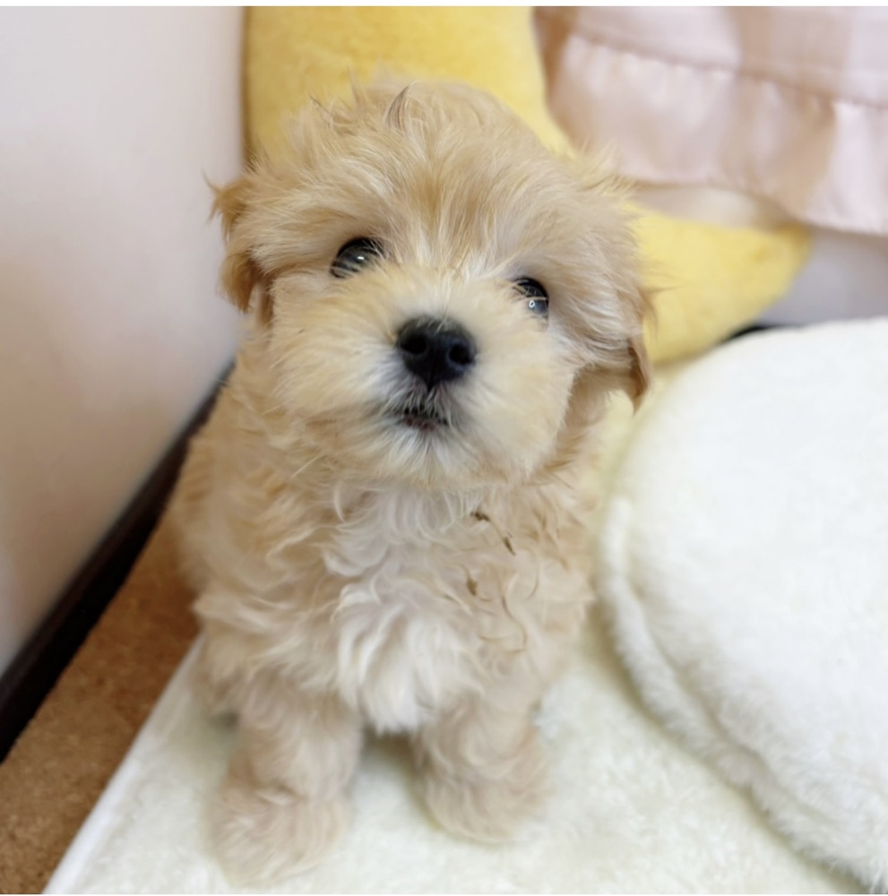 静岡県のマルプー(マルチーズ×プードル) (犬の家＆猫の里マークイズ静岡店/2026年3月7日生まれ/男の子/アプリコット)の子犬の1枚目の画像