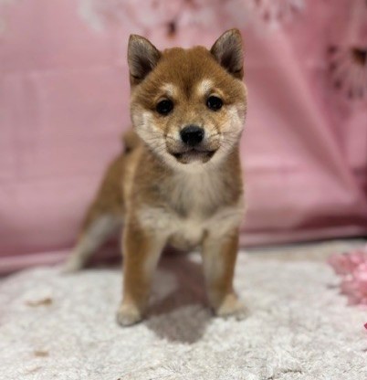 福岡県の豆柴 (犬の家＆猫の里トリアス久山店/2026年3月2日生まれ/女の子/赤)の子犬の2枚目の画像