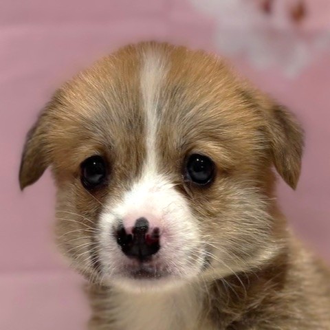 福岡県のウェルシュコーギーペンブローク (犬の家＆猫の里トリアス久山店/2026年3月7日生まれ/男の子/レッドホワイト)の子犬の1枚目の画像