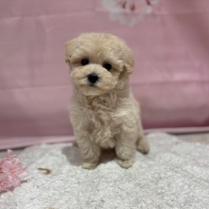 福岡県のマルプー(マルチーズ×プードル) (犬の家＆猫の里トリアス久山店/2026年3月9日生まれ/男の子/クリーム)の子犬の2枚目の画像