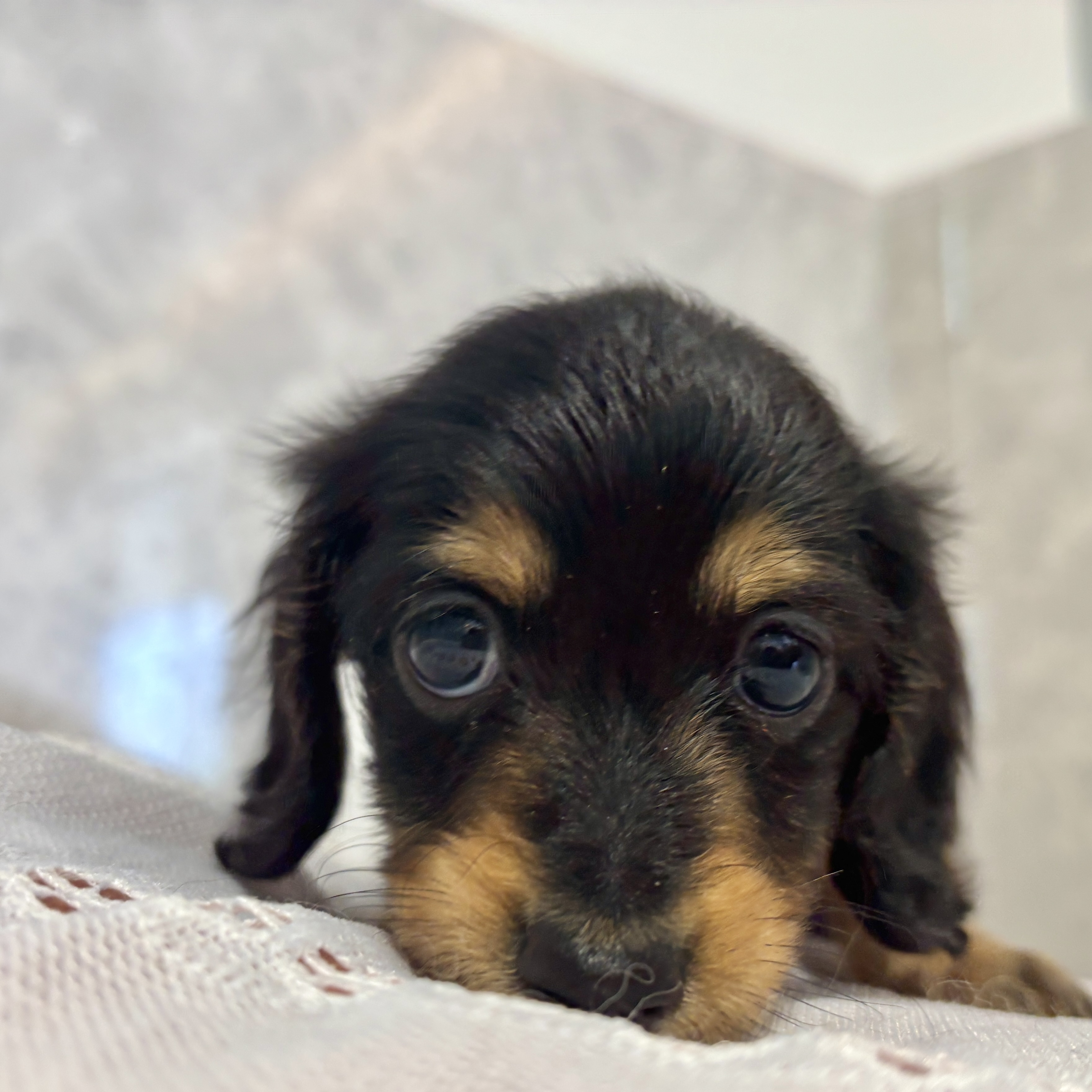 福岡県のカニンヘンダックスフンド(ロング) (犬の家＆猫の里くりえいと宗像店/2026年3月9日生まれ/男の子/ブラックタン)の子犬の1枚目の画像