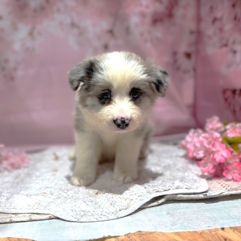 福岡県のボーダーコリー (犬の家＆猫の里トリアス久山店/2026年3月7日生まれ/女の子/ブルーマール)の子犬の2枚目の画像