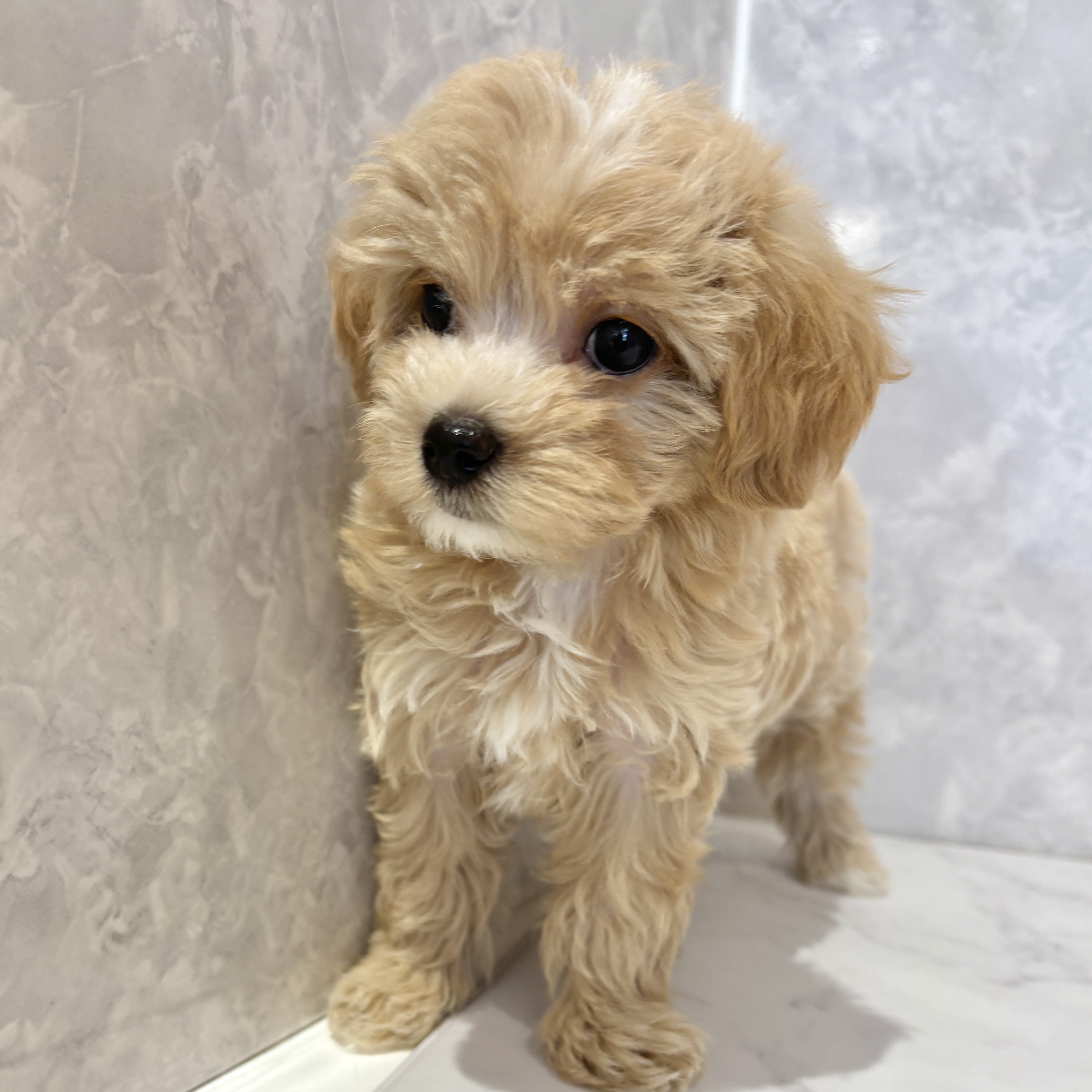 福岡県のマルプー(マルチーズ×プードル) (犬の家＆猫の里くりえいと宗像店/2026年3月8日生まれ/女の子/クリームホワイト)の子犬の2枚目の画像