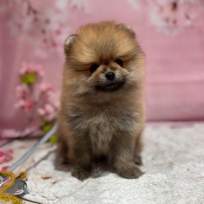 福岡県のポメラニアン (犬の家＆猫の里トリアス久山店/2026年3月9日生まれ/男の子/オレンジセーブル)の子犬の2枚目の画像