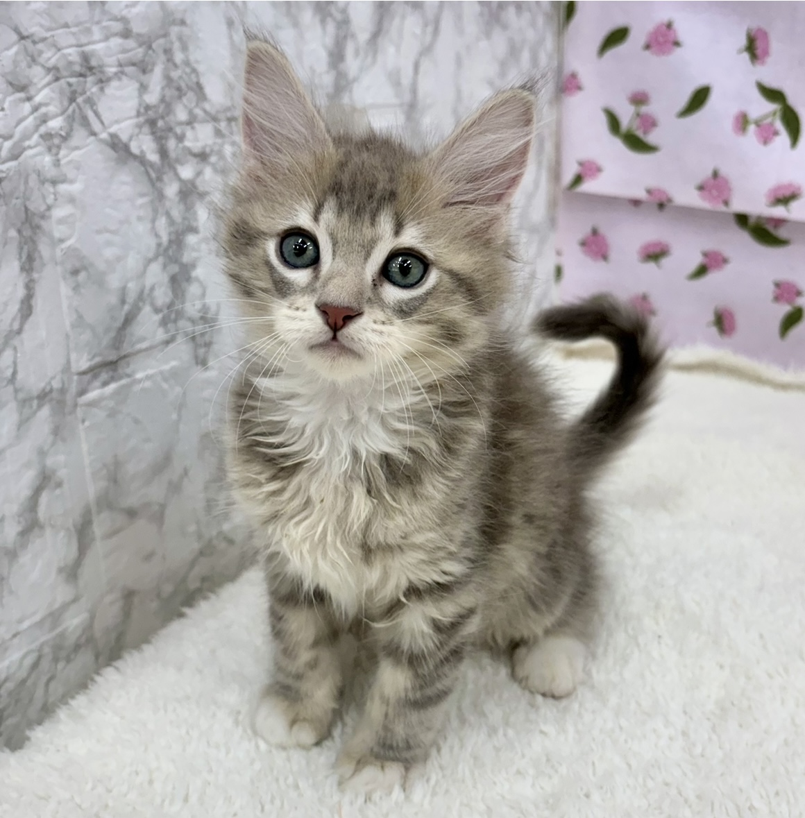 愛知県のマンチカン (犬の家＆猫の里エアポートウォーク店/2026年3月6日生まれ/男の子/ライラックタビーホワイト)の子猫の1枚目の画像
