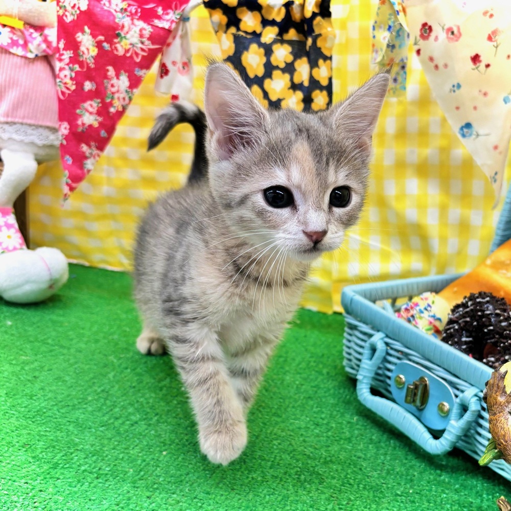 愛知県のマンチカン (犬の家＆猫の里名古屋天白店/2026年3月6日生まれ/女の子/ライラックパッチドタビー)の子猫の2枚目の画像