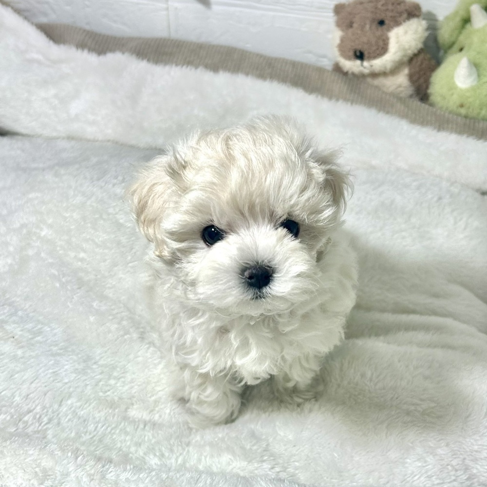 兵庫県のマルプー(マルチーズ×プードル) (犬の家＆猫の里ニッケパークタウン加古川店/2026年3月10日生まれ/男の子/クリームホワイト)の子犬の1枚目の画像