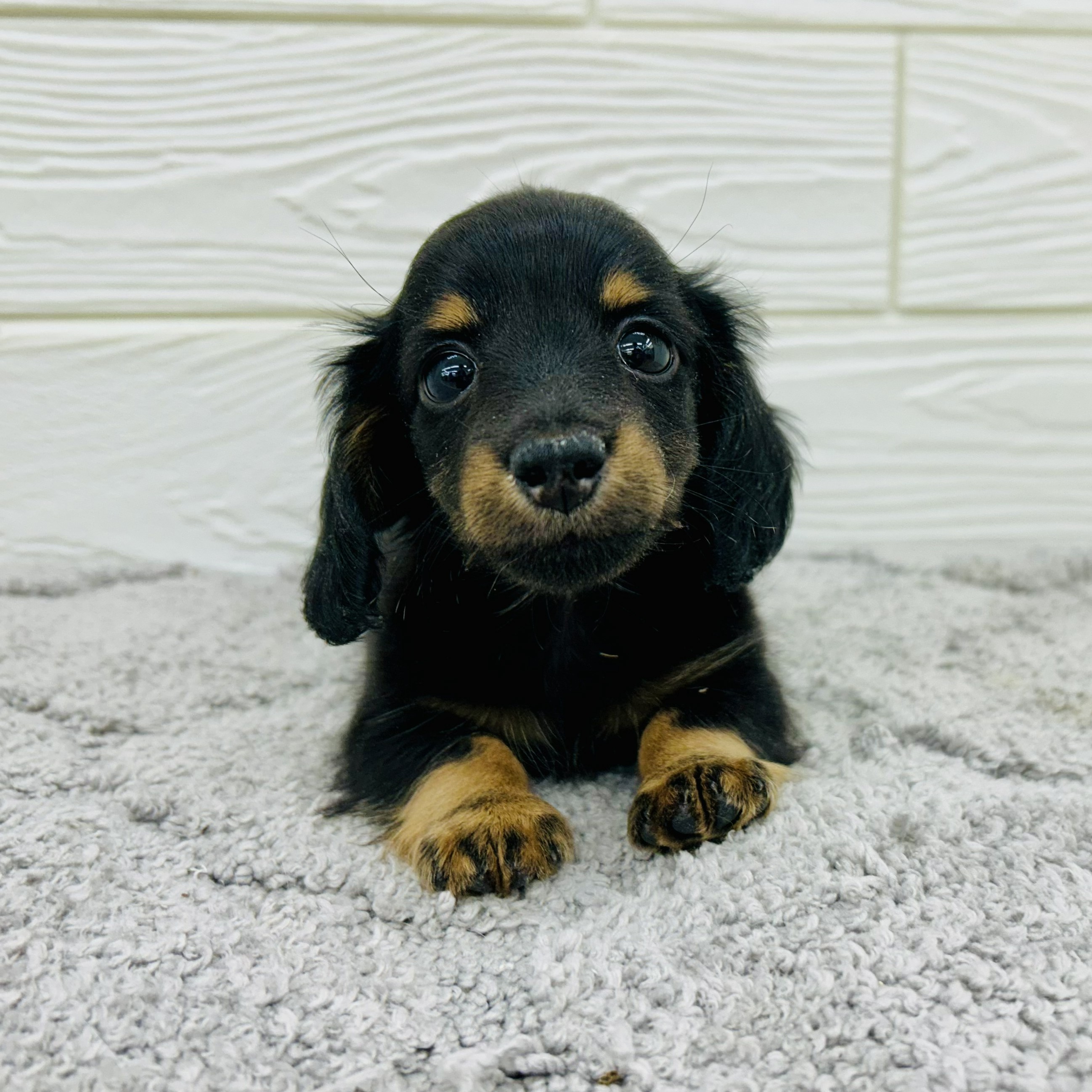 愛知県のカニンヘンダックスフンド(ロング) (犬の家＆猫の里七宝店/2026年3月10日生まれ/男の子/ブラックタン)の子犬の1枚目の画像