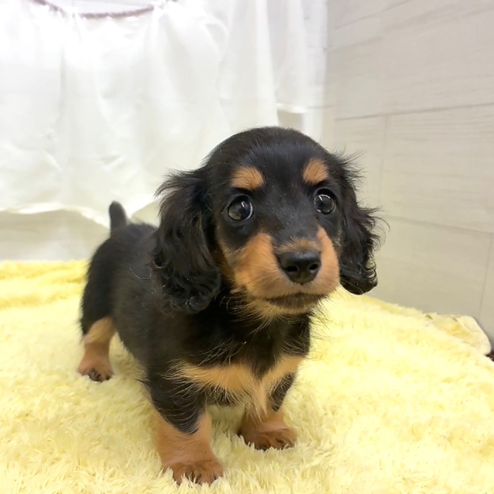 愛知県のカニンヘンダックスフンド(ロング) (犬の家＆猫の里碧南店/2026年3月10日生まれ/女の子/ブラックタン)の子犬の1枚目の画像
