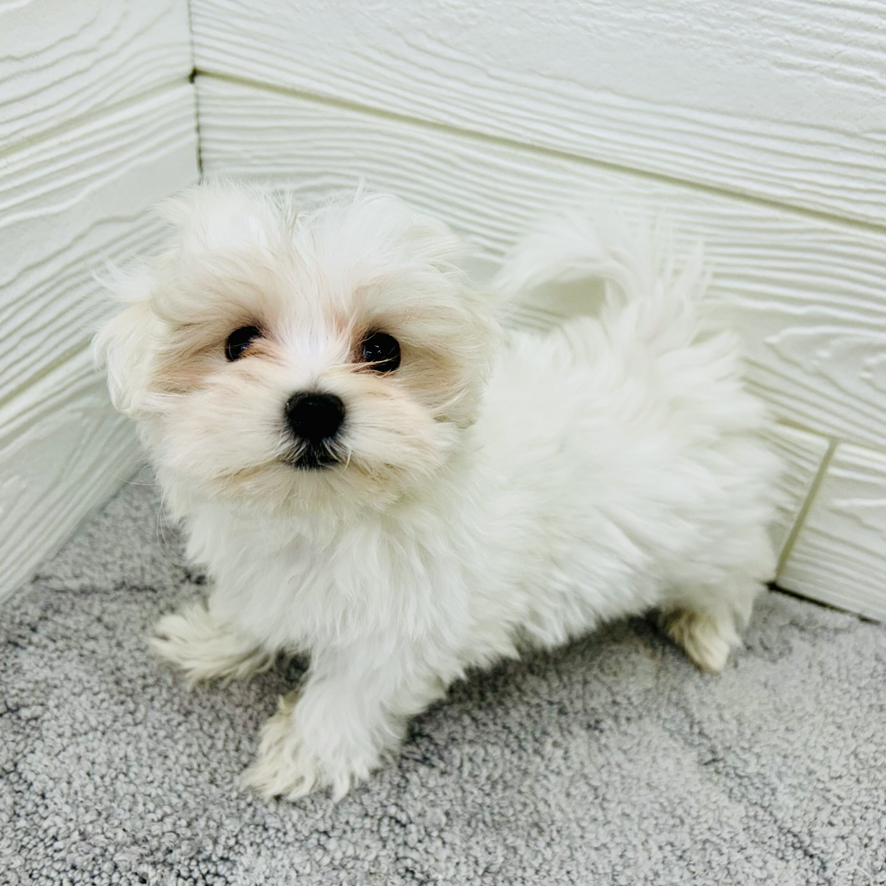 愛知県のマルチーズ (犬の家＆猫の里七宝店/2026年3月3日生まれ/女の子/ホワイト)の子犬の2枚目の画像