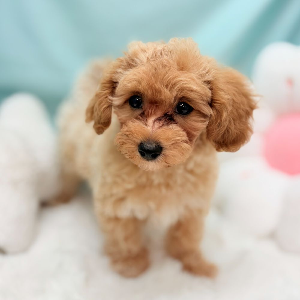 愛知県のマルプー(マルチーズ×プードル) (犬の家＆猫の里愛知刈谷店/2026年3月10日生まれ/女の子/アプリコット)の子犬の1枚目の画像