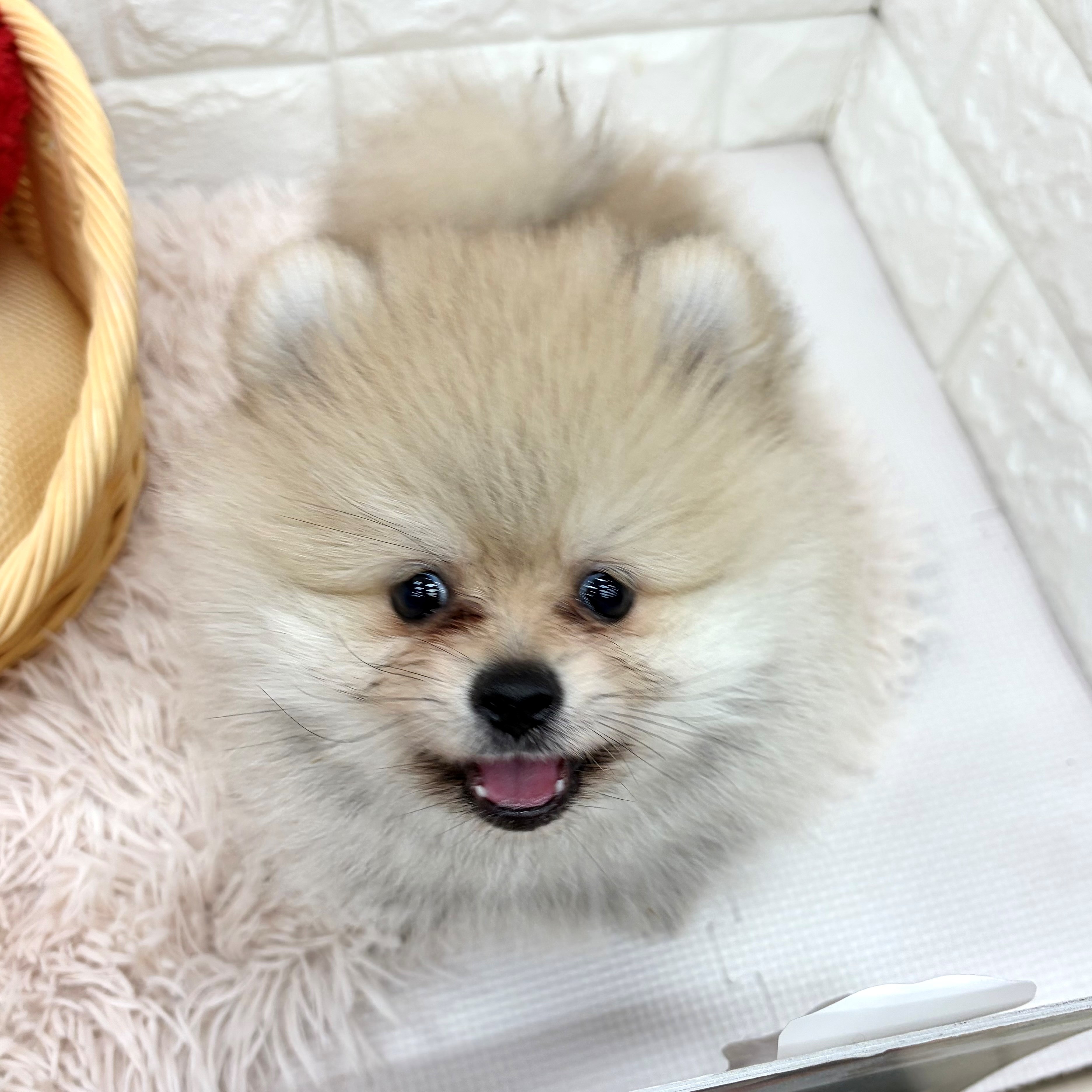 愛知県のポメラニアン (犬の家＆猫の里MEGAドン・キホーテ東海名和店/2026年3月11日生まれ/男の子/クリームセーブル)の子犬の2枚目の画像