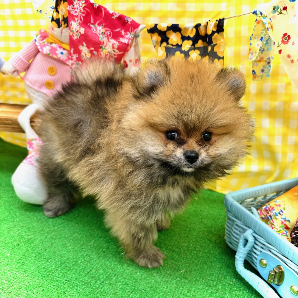 愛知県のポメラニアン (犬の家＆猫の里名古屋天白店/2026年3月11日生まれ/男の子/オレンジセーブル)の子犬の2枚目の画像