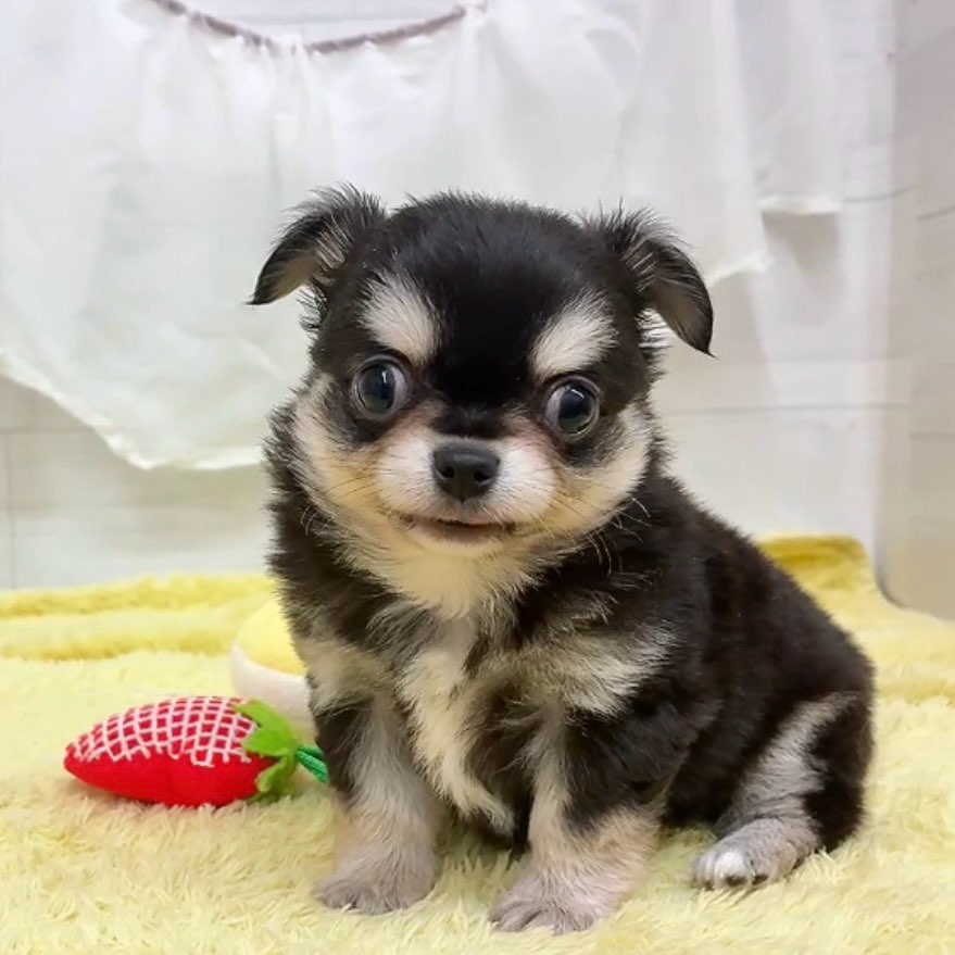 愛知県のチワワ(ロング) (犬の家＆猫の里碧南店/2026年3月9日生まれ/男の子/ブラックタン)の子犬の2枚目の画像