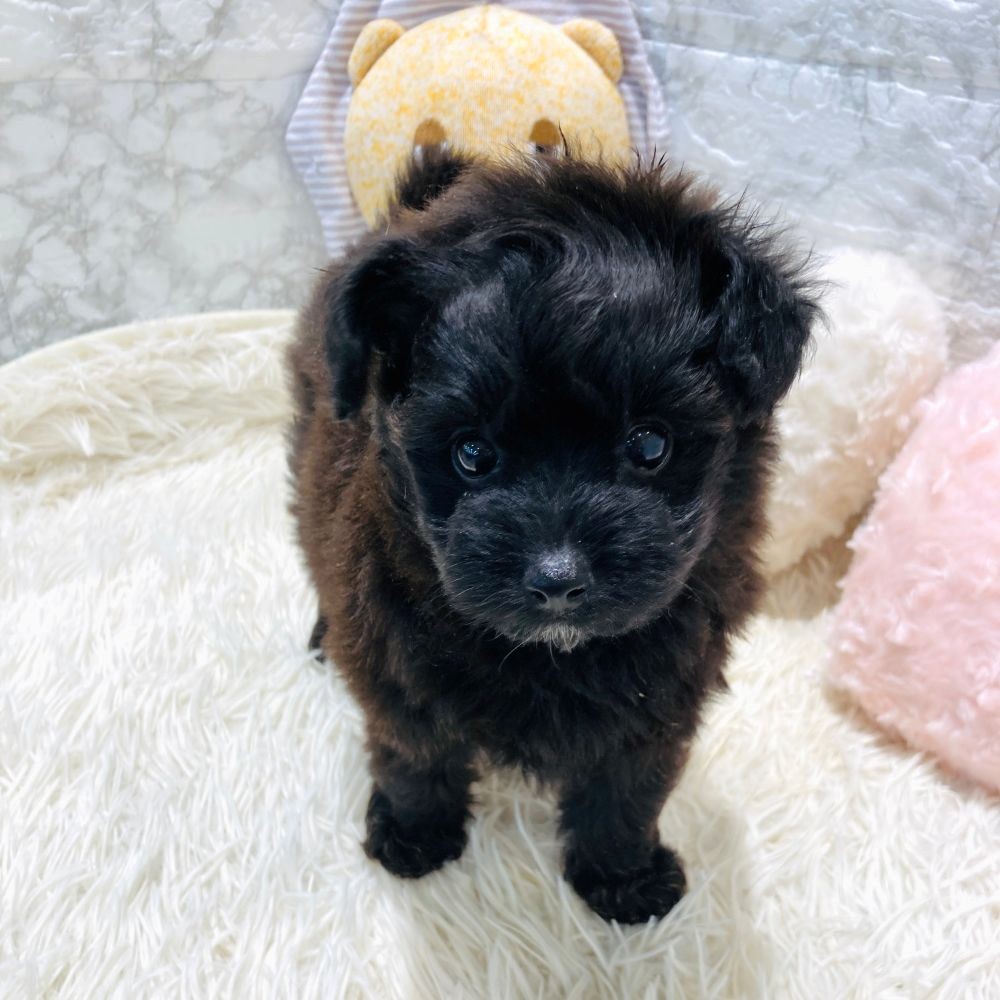 愛知県のポメプー(ポメラニアン×プードル) (犬の家＆猫の里MiO香久山店/2026年3月10日生まれ/女の子/ブラック)の子犬の2枚目の画像