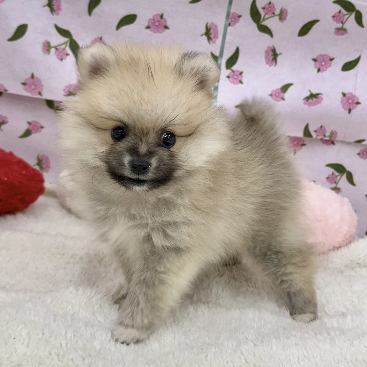 愛知県のポメラニアン (犬の家＆猫の里エアポートウォーク店/2026年3月9日生まれ/女の子/オレンジセーブル)の子犬の2枚目の画像