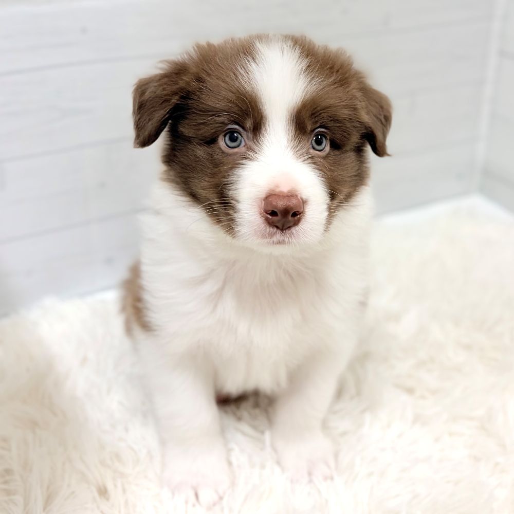 愛知県のボーダーコリー (犬の家＆猫の里豊田店/2026年3月6日生まれ/男の子/チョコレートホワイト)の子犬の2枚目の画像