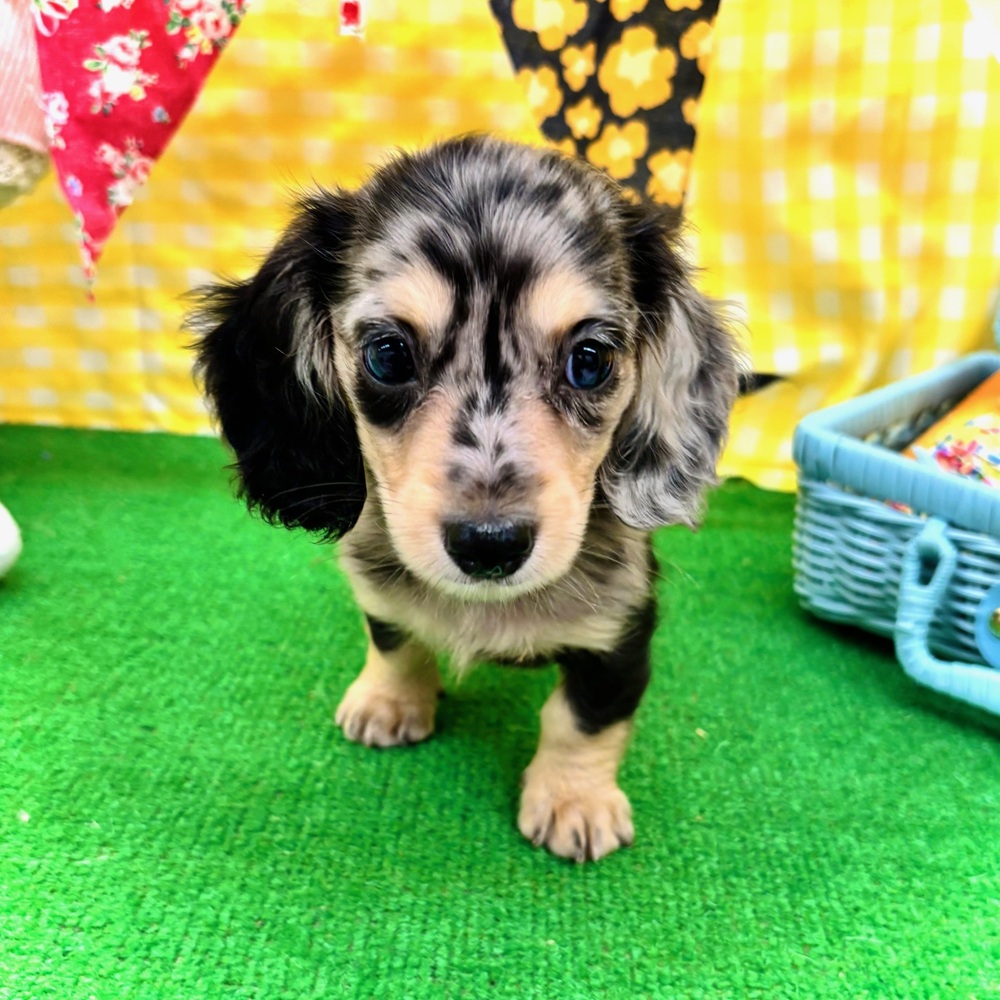 愛知県のミニチュアダックスフンド(ロング) (犬の家＆猫の里名古屋天白店/2026年3月11日生まれ/男の子/シルバーダップル)の子犬の1枚目の画像