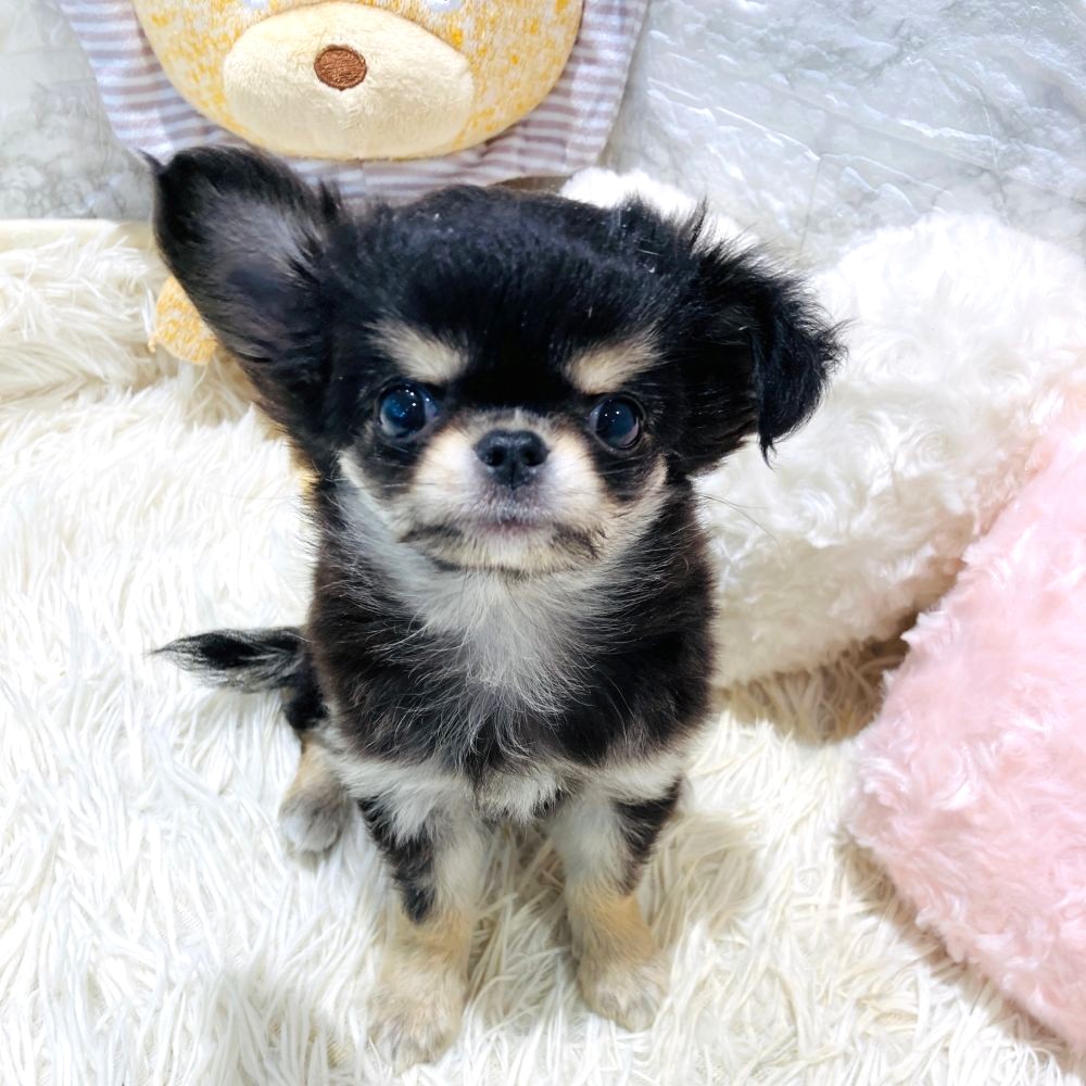 愛知県のチワワ(ロング) (犬の家＆猫の里MiO香久山店/2026年3月5日生まれ/女の子/ブラッククリーム)の子犬の2枚目の画像