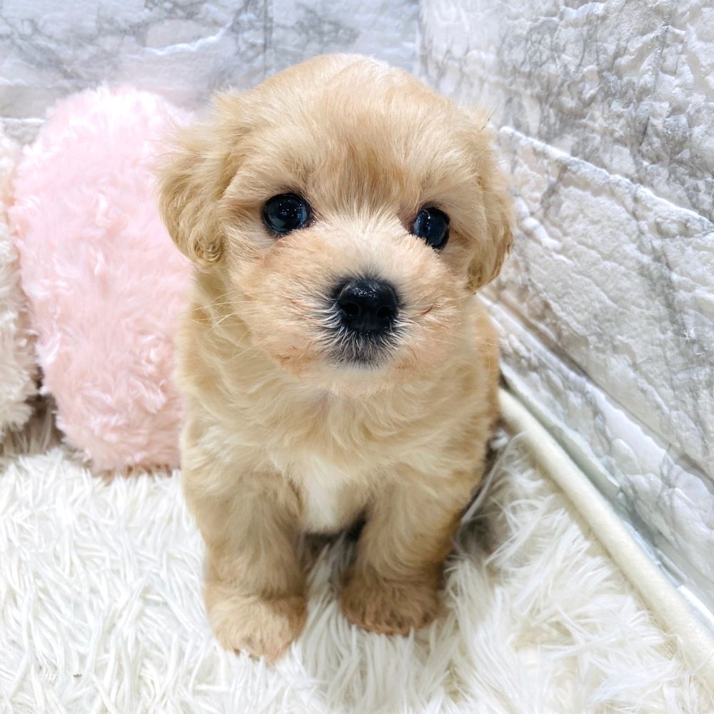 愛知県のマルプー(マルチーズ×プードル) (犬の家＆猫の里MiO香久山店/2026年3月11日生まれ/男の子/クリーム)の子犬の2枚目の画像